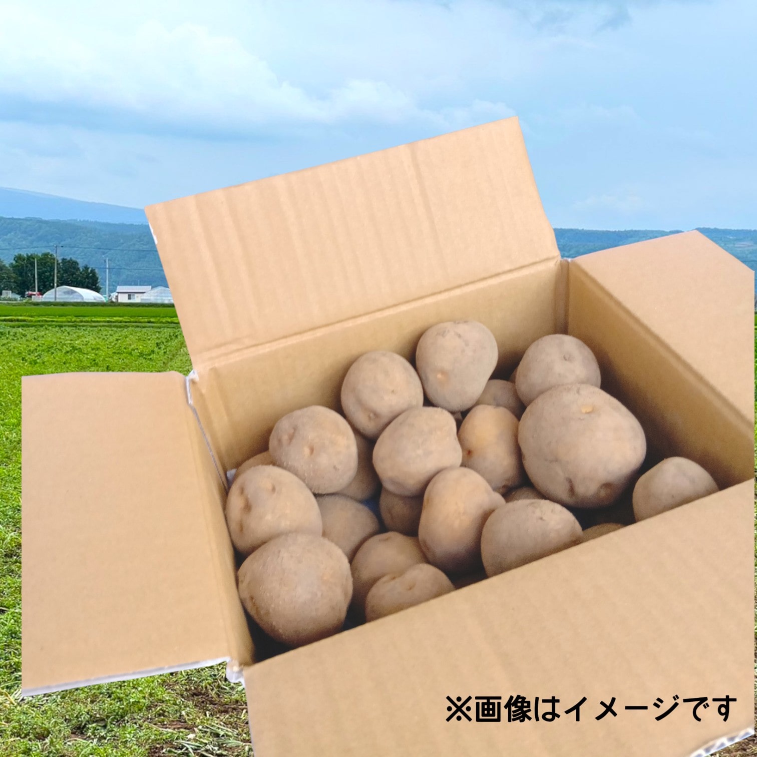 じゃがいも　きたあかり　5ｋｇ箱　有機(P)